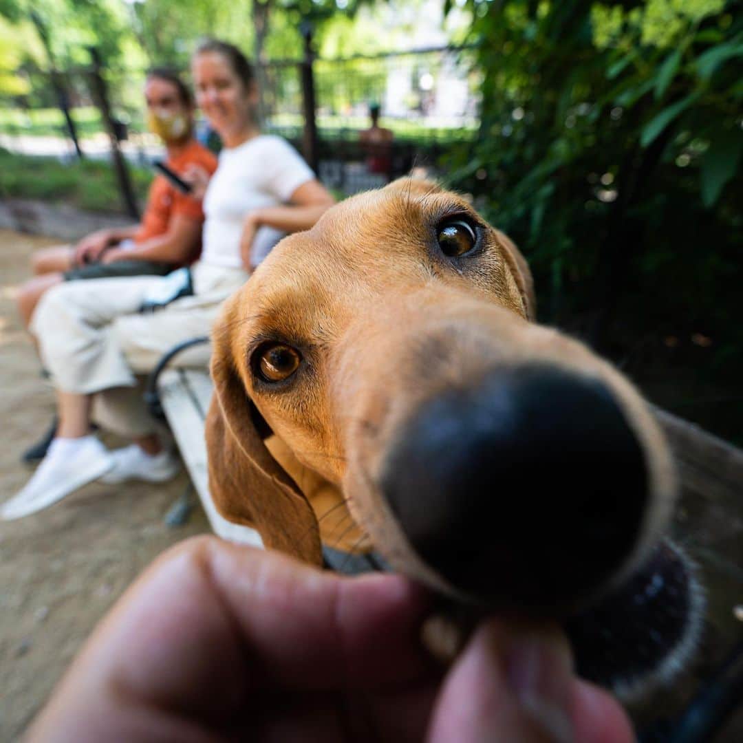 The Dogistさんのインスタグラム写真 - (The DogistInstagram)「Ande & Wayland, Redbone Coonhound mix & German Shepherd (3 & 2.3 y/o), Washington Square Park, New York, NY • “She’s a deer hunter – she loves to flush them out. He’s a deer killer – he’s gotten six. They’re a team. Sometimes the angle is right and they just connect. There are so many deer. Luckily this guy (my husband) knows how to clean a deer.”」7月12日 12時33分 - thedogist