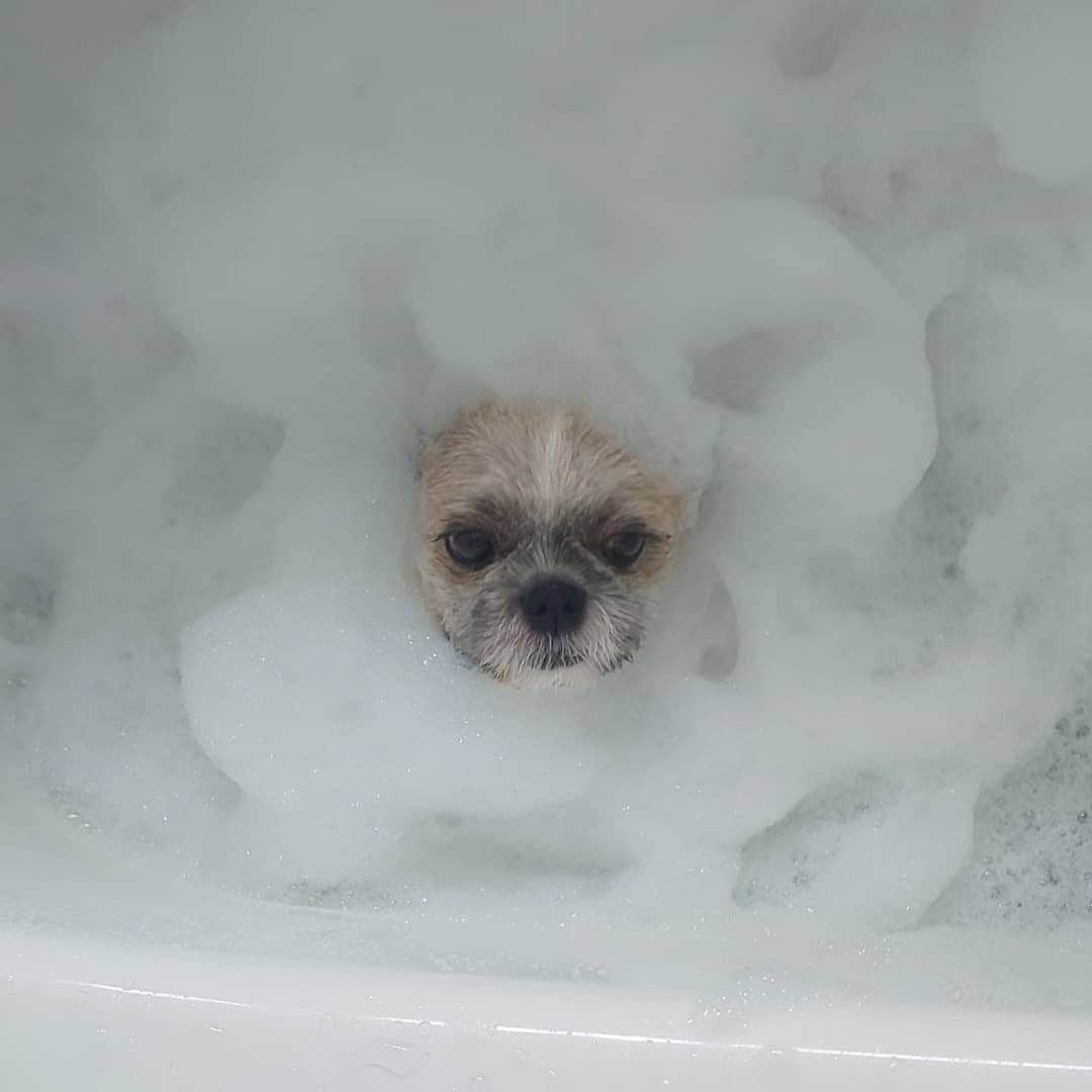 タンゲクンさんのインスタグラム写真 - (タンゲクンInstagram)「旬くん綺麗にしなきゃね 今日は例のおねえさんの来る日だよ  初めて完全に人に恋しちゃいましたな旬くん❤️  やれやれ、、💦 #旬太郎くん  #恋愛体質 #shitzu」7月12日 12時26分 - etsukomiuze