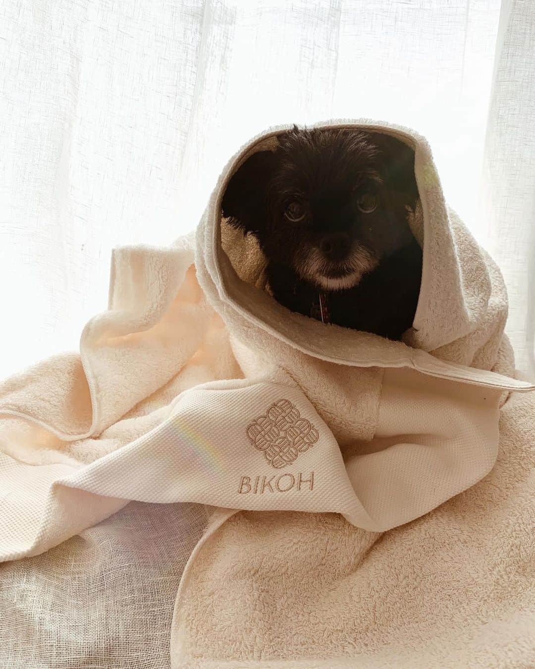 のインスタグラム：「@bikoh_official  とっても触り心地がいいバスタオルを買いました！ ✨とてもフアフアで気持ち！ ホテルにある様なとても高級感なタオル‼︎ 3種類あり 悩み相談して私は 【樹華シリーズ】 赤ちゃんから敏感肌の人まで安心のオーガニック素材でつくられたタオル。 今治タオル認定の優れた吸水性はもちろん、ボリュームのある心地よい風合いが、日常をちょっぴり特別ものにしてくれます。 ＜特徴＞良質な自然素材だけが持つ心地よい風合い っと教えてもらったのでこちらにした！ 色はベージュ。 まずはすぐにリボンに使ってあげます！ 気持ちーっと言ってたよ🥰 . #bikoh  #コットン#特別なバスタオル」
