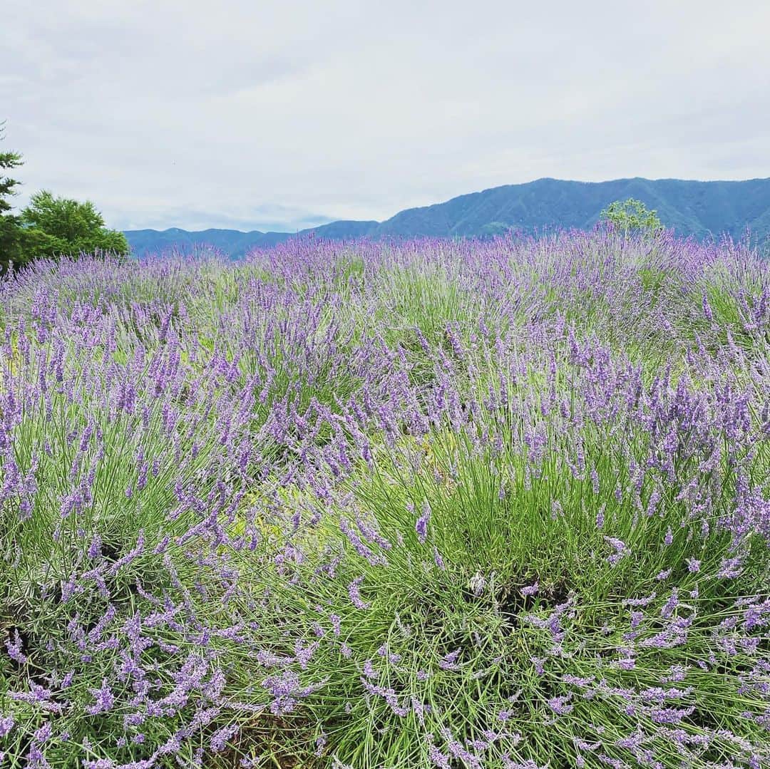 岡田美里さんのインスタグラム写真 - (岡田美里Instagram)「ラベンダーの夕方と朝。 あたり一面いい香りがします🌿 #ラベンダーアッシュ #ラベンダーグレージュ #ラベンダー #lavender」7月12日 13時04分 - millieokada