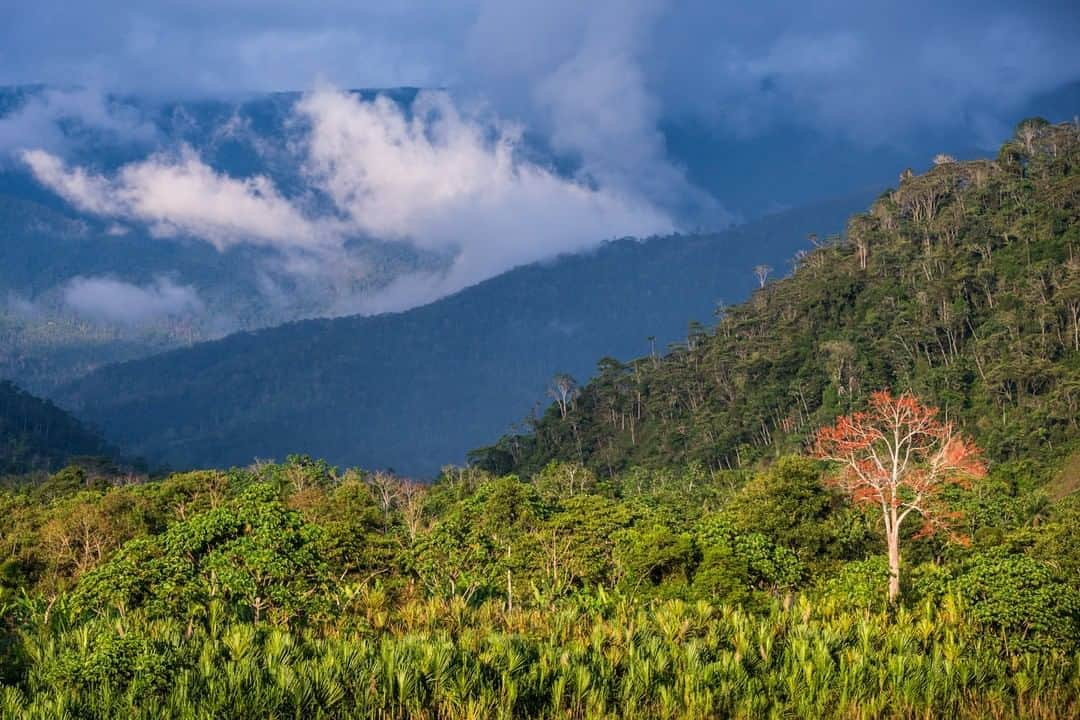 National Geographic Travelさんのインスタグラム写真 - (National Geographic TravelInstagram)「Photo by @bethjwald  Red flowers bloom on a tree as a storm brews over the rainforest of the Cordillera del Condor, a remote and biodiverse region in southeastern Ecuador.」7月12日 13時09分 - natgeotravel