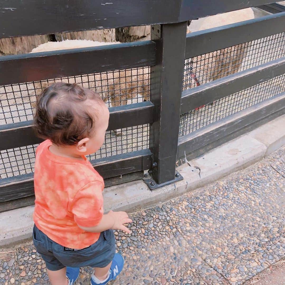 江原千鶴（エハラチヅル）さんのインスタグラム写真 - (江原千鶴（エハラチヅル）Instagram)「うたくん初めての動物園‼️  自分より大きなドーベルマンにもヨシヨシしに行くくらい、犬好きのうたくん。  初めて会う動物さんにも釘付けでした💕  一回100円のレトロ遊園地も最高✨ 何乗っても泣かないうたくんカッコいい。  #エハラ家 #エハラ4姉弟  #井の頭自然文化園 #吉祥寺 #家族 #動物園 #姉妹コーデ #GAP」7月13日 0時11分 - eharachizuru