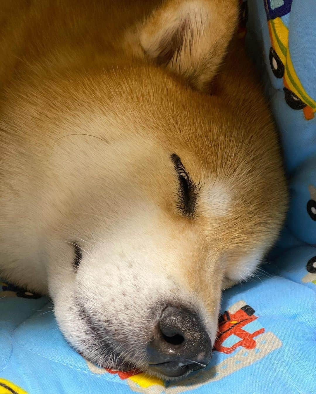 まる（まるたろう）さんのインスタグラム写真 - (まる（まるたろう）Instagram)「Good night!✨🐶💤✨また明日から頑張っちゃおうね〜 #梅雨明けはまだかね #困っちゃうわね #お洗濯物もたまっちゃうし #やーねーもう」7月13日 0時11分 - marutaro