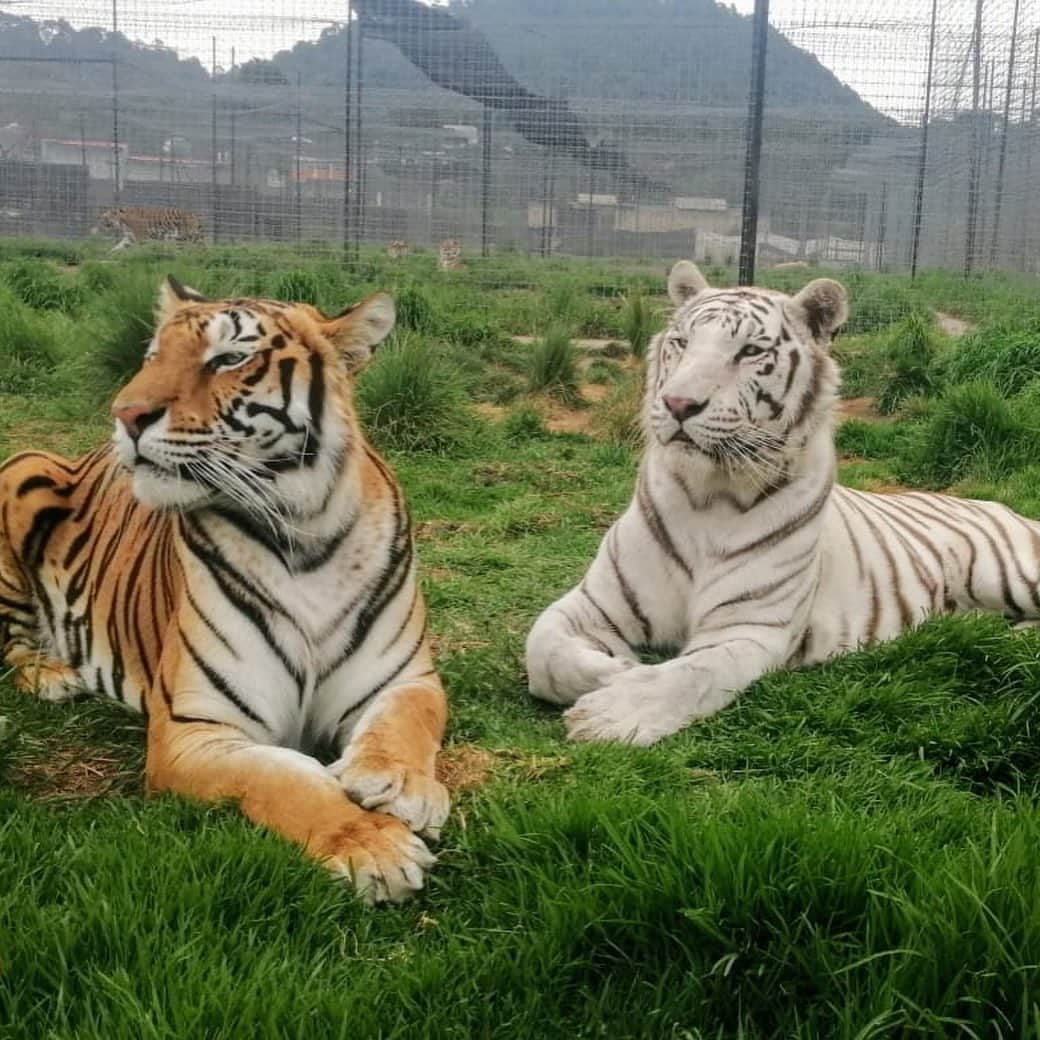 Black Jaguar-White Tiger さんのインスタグラム写真 - (Black Jaguar-White Tiger Instagram)「Let’s see if you recognize these two. I’ll post their names in a comment in one hour :) #SaveTigers #Stage2bBJWT」7月13日 0時11分 - blackjaguarwhitetiger