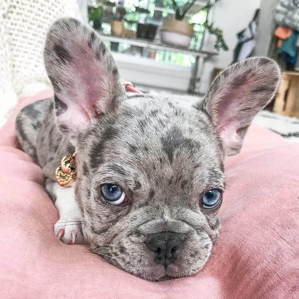 French Bulldogさんのインスタグラム写真 - (French BulldogInstagram)「First I steal your heart, then your bed, and soon everything that’s yours is mine 🤍 @freyja.the.blue.eyed.frenchie . . . . . #merlefrenchie #bluemerlefrenchie #merlebully #merlebulldog #frenchiepuppy #fwen4life #friendlyfurends #pawsomefrenchies #exoticbully #merlefrenchbulldog #blueeyeddogs #loveafrenchie #frenchiesofinstagram #frenchiesoverload #thefrenchiepost #frenchieoftheday #frenchiefeatures #frenchieclub #exoticbullies #frenchbulldogsofinstagram #frenchiefeatures #thefrenchiepost #cutiepatootie #daily_frenchie #犬のいる暮らし #フレンチブルドッグ #buhi #フレブル #ブヒ #鼻ぺちゃ #ブヒ」7月13日 0時05分 - frenchie.world