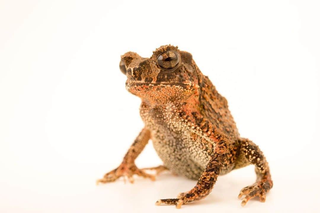 Joel Sartoreさんのインスタグラム写真 - (Joel SartoreInstagram)「The bony-headed toad is found across much of Vietnam, central Laos, and eastern Cambodia, where they live in evergreen or bamboo forests near the flowing streams and creekbed pools where they breed. Photo taken @zoowroclaw. #toad #bonyheaded #amphibian #PhotoArk #savetogether」7月13日 0時10分 - joelsartore