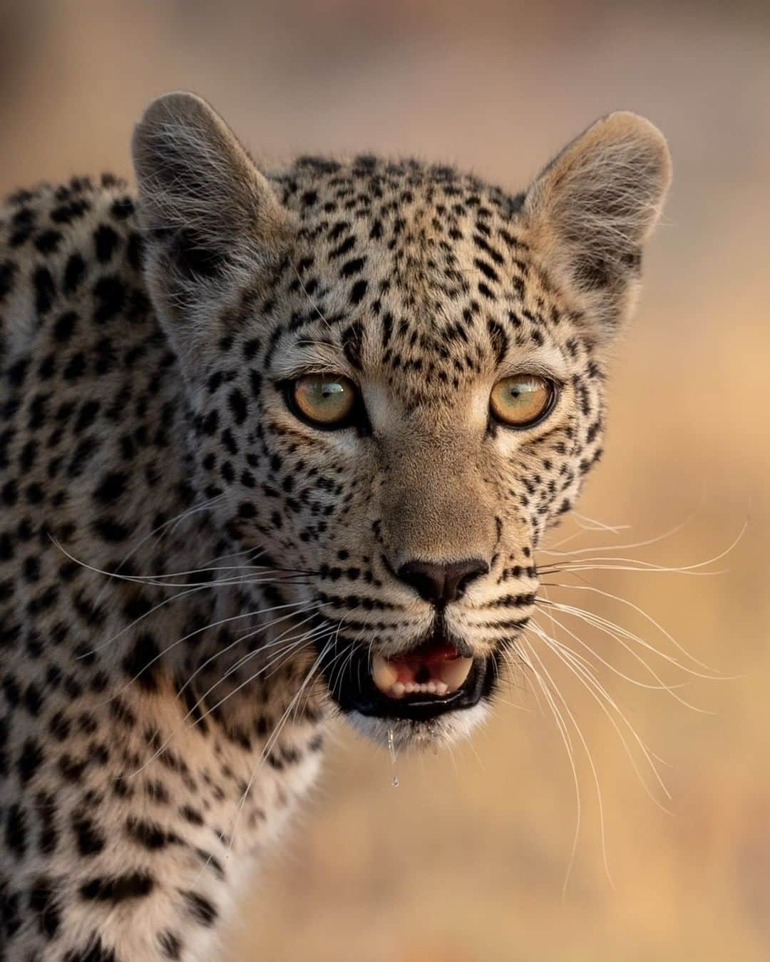 Discoveryさんのインスタグラム写真 - (DiscoveryInstagram)「Eye-to-eye with Africa’s most elusive big cat.   . Photo and Caption: George Turner (@georgetheexplorer) . #bigcatsofinstagram #leopard #potd #wildlife #eyeonyou #sundayvibes #naturelovers」7月13日 0時11分 - discovery