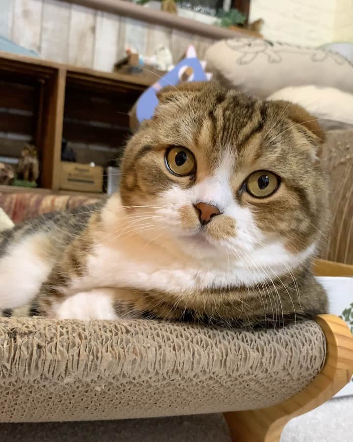 yayoi89のインスタグラム