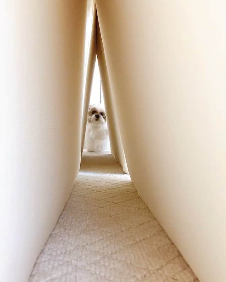 水嶋はちのインスタグラム：「One two,one two!! * * ボクはトンネルは怖くありません🐶 トンネルを抜ければ、眩しい景色が待っているからです🐶💛 * * #はち #HACHI #シーズー大好き部 #トンネル通ると顔面が四角くなる #DMの返信が遅くて申し訳ありません」