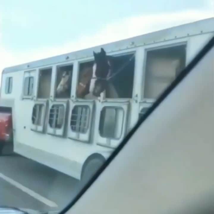 Showtekのインスタグラム：「EVERYDAY IS THE WEEKEND 🐴🐴🐴」
