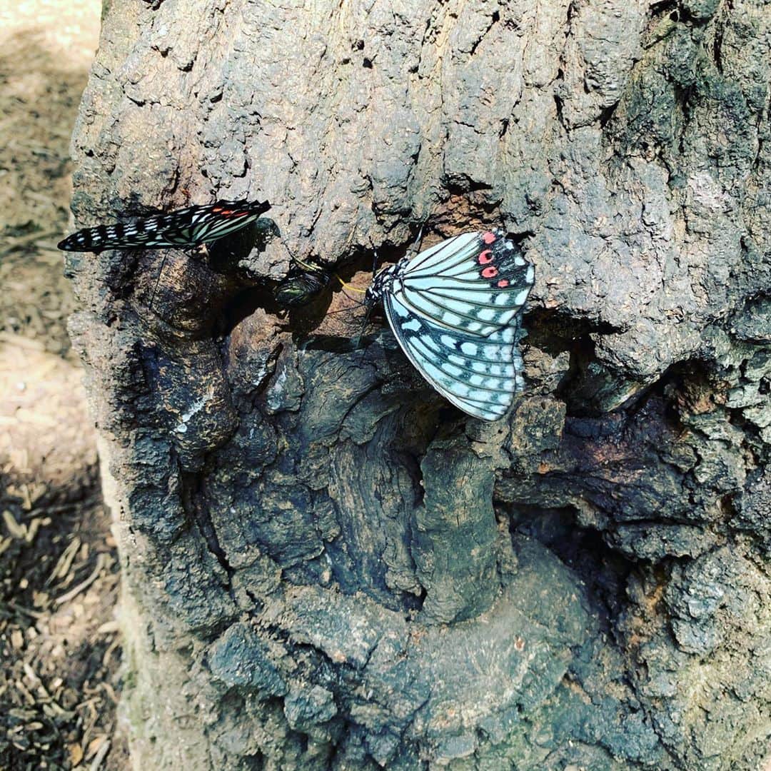 ギャル曽根さんのインスタグラム写真 - (ギャル曽根Instagram)「今日はお友達と公園へ🧚🏻‍♀️ 可愛い蝶が蜜を吸ってました。 #花だけじゃないのね。 #🦋」7月12日 15時06分 - galsone_1204