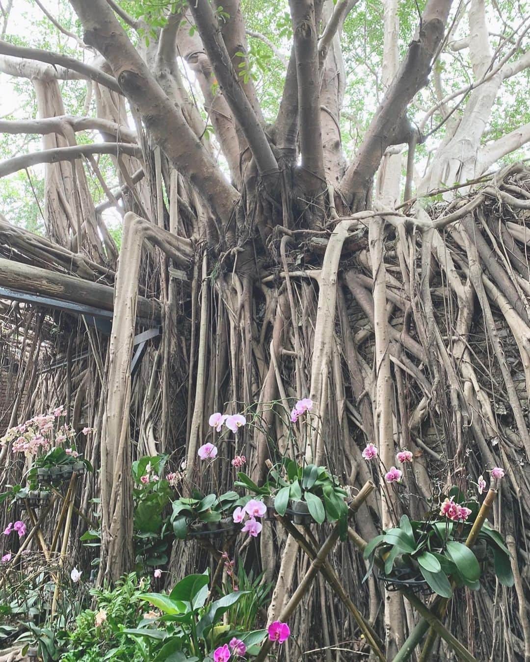 亜里沙さんのインスタグラム写真 - (亜里沙Instagram)「好感動🌳 #tainan #台南 天空の城ラピュタの世界観。静けさの中に荘厳な雰囲気もあって、立ち止まりつつ力強い木を眺めていました👀🌱 台湾最古の街安平はオランダが築いた街だそう。 レトロな町並みの建物に西洋の名残があって、とても素敵で長崎を思い出しました。長崎もすごく素敵！西洋と東洋が入り交じる雰囲気はエモくてロマンを感じて好きだな〜♡ ・ #台南安平樹屋 #alisa_in_taiwan #台湾 #台灣 #taiwan #taipei #taiwanlover #台湾生活 #台湾留学 #台湾旅行」7月12日 15時18分 - alisa_0302