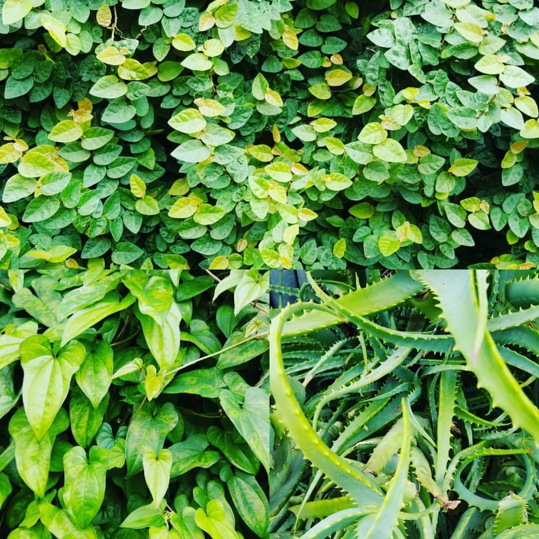 谷口キヨコのグルメインスタ