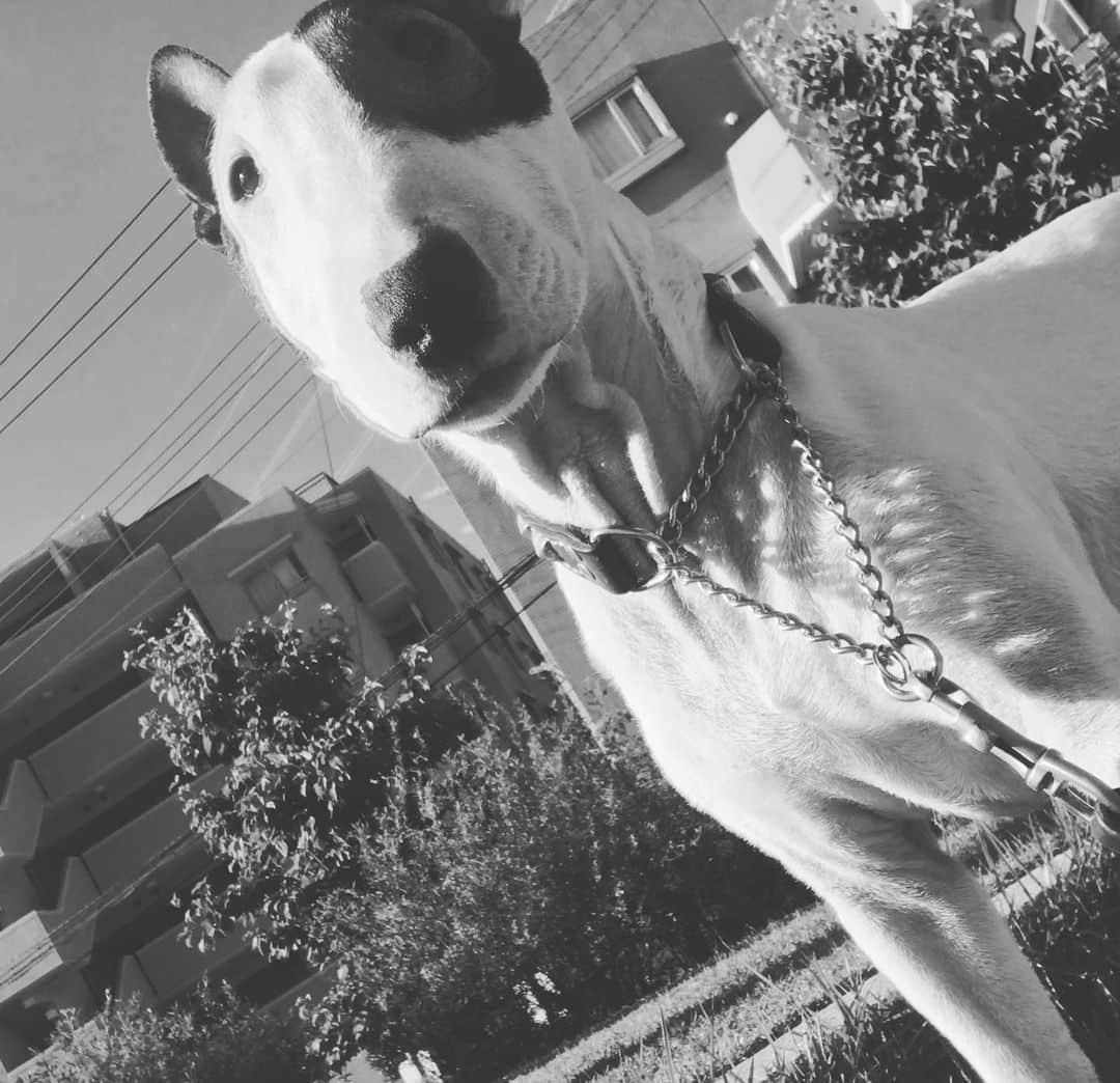 Q太郎さんのインスタグラム写真 - (Q太郎Instagram)「#minituru#bull#terrier#minibullterrier#miniturubullterrier#dog#dogstagram#cute#qtaro#love#family#ミニチュア#ブルテリア#ミニチュアブルテリア#Q太郎」7月12日 16時13分 - qtaro.jun