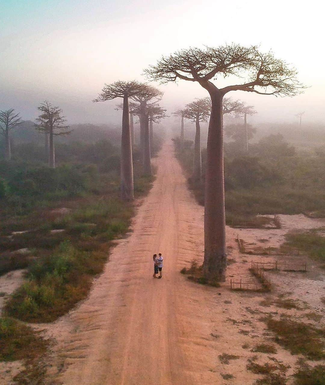 Canon Photographyさんのインスタグラム写真 - (Canon PhotographyInstagram)「Majestic Baobab trees in Madagascar.  Photography  @viajeros_360 Curated by @steffeneisenacher  #baobab #baobabtree #madagascar #aerialphotography #dronephotography #mist」7月12日 16時39分 - cpcollectives