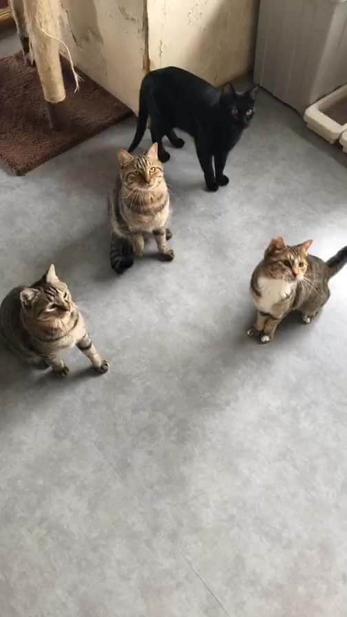 こむぎのインスタグラム