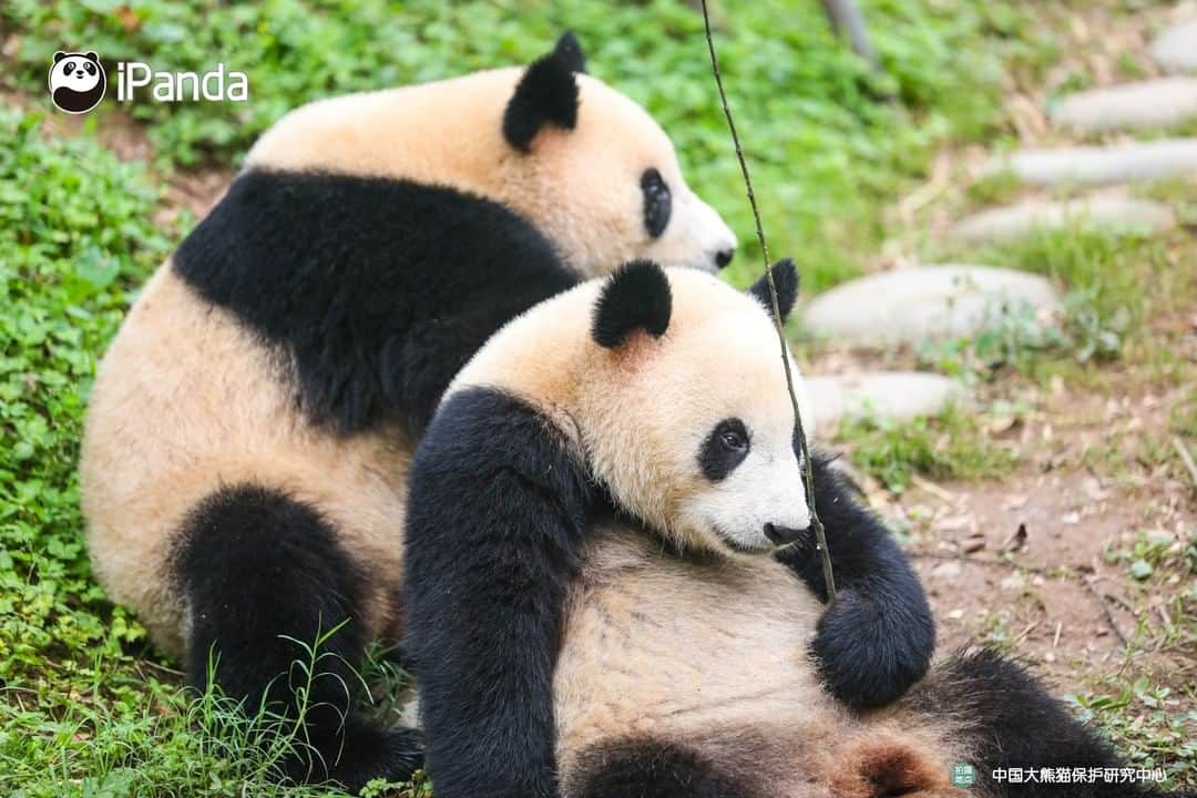 iPandaさんのインスタグラム写真 - (iPandaInstagram)「This is my dream life~ Can I join your afternoon teatime? (Yi Yi & Jiu Jiu) 🐼 🐾 🐼 #ChineseCulture #panda #ipanda #animal #pet #adorable #China #travel #pandababy #cute #photooftheday #Sichuan #cutepanda #animalphotography #cuteness #cutenessoverload」7月12日 17時00分 - ipandachannel