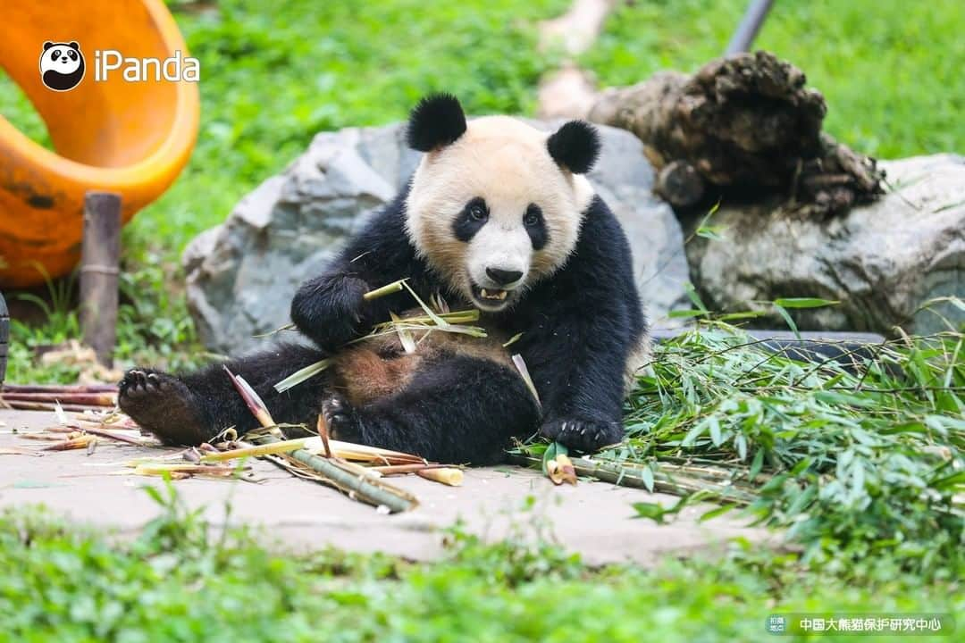 iPandaさんのインスタグラム写真 - (iPandaInstagram)「This is my dream life~ Can I join your afternoon teatime? (Yi Yi & Jiu Jiu) 🐼 🐾 🐼 #ChineseCulture #panda #ipanda #animal #pet #adorable #China #travel #pandababy #cute #photooftheday #Sichuan #cutepanda #animalphotography #cuteness #cutenessoverload」7月12日 17時00分 - ipandachannel