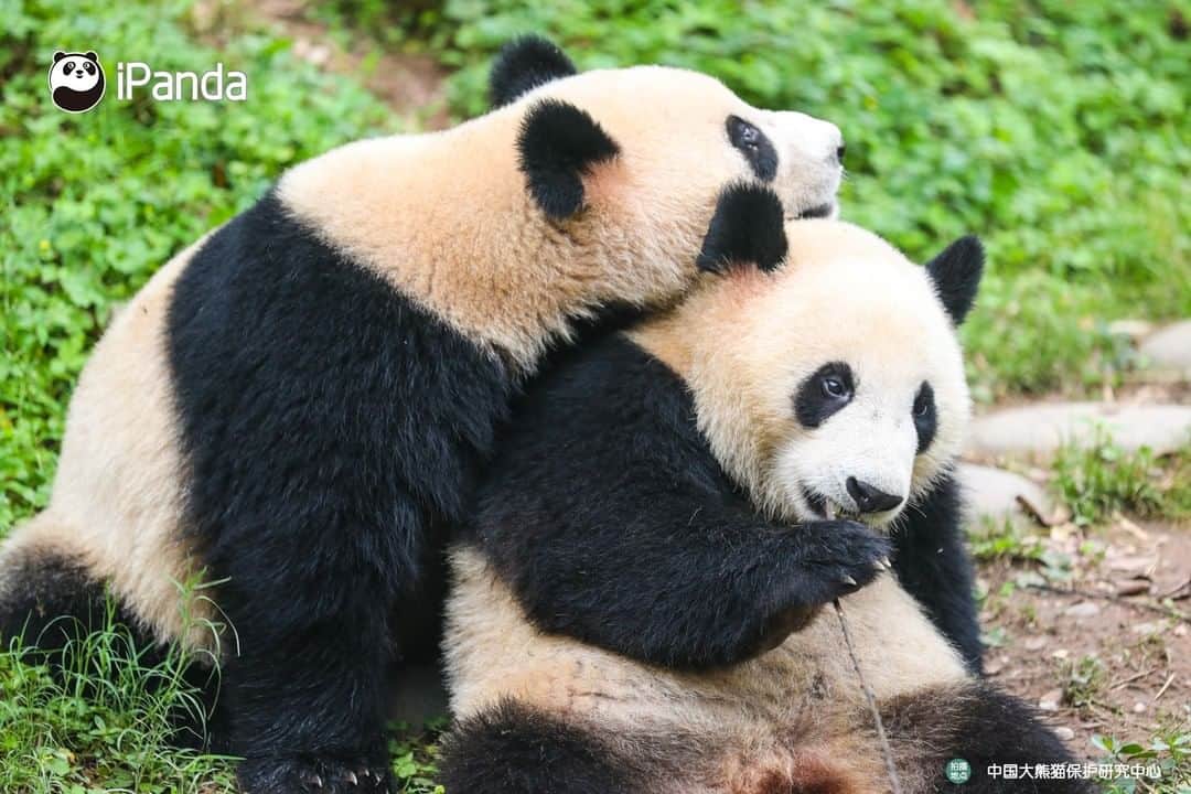 iPandaさんのインスタグラム写真 - (iPandaInstagram)「This is my dream life~ Can I join your afternoon teatime? (Yi Yi & Jiu Jiu) 🐼 🐾 🐼 #ChineseCulture #panda #ipanda #animal #pet #adorable #China #travel #pandababy #cute #photooftheday #Sichuan #cutepanda #animalphotography #cuteness #cutenessoverload」7月12日 17時00分 - ipandachannel