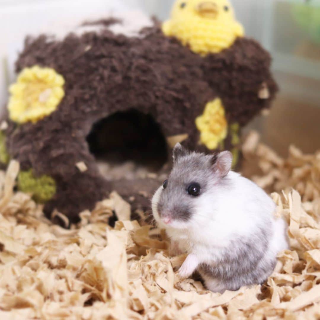 hamster_mocoさんのインスタグラム写真 - (hamster_mocoInstagram)「ボクのお気に入り🐤🏠✨ ばぁばの手編みのおうちでちゅ🐹✌️ #キイロイトリの切り株ハウス  ･ 歴代のハムちゃん達も大好きだった毛糸のお家🏠✨リビングは年中エアコンかけてるので、季節に関係なく使ってくれます🎐 ･ 最近は編み物より手作りマスク作りにハマっているばぁば(飼い主の母親)😷✨またお帽子とかドームハウス編んで欲しいなぁ😗 2020.7.12 ･ #ハムスターふく#ハムスター#ジャンガリアンハムスター#ジャンガリアン#パイドハムスター#パイドジャンガリアン#ジャンガリアンパイド#ふわもこ部 #モフモフ#ペット#ハムスタグラム #hamster#djungarian#hamstagram#hammy#happy_pets#PET_OF_OUR_WORLD#igersjp#ig_japan#instapet#weeklyfluff#kawaii#cute#仓鼠#정글리안#햄스터#9gag」7月12日 17時02分 - asahi.fl