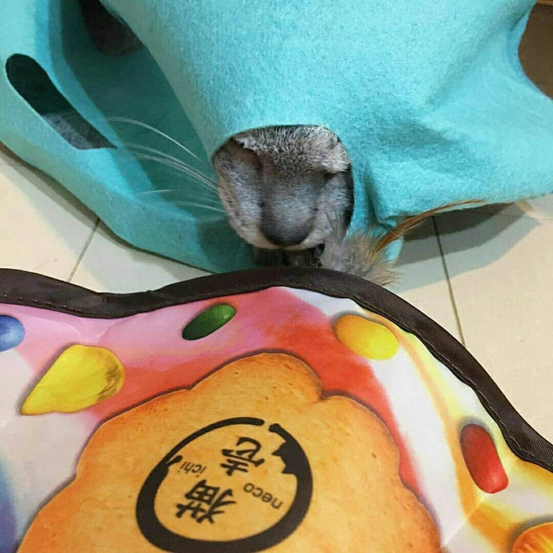 猫壱（ねこいち•ネコイチ）のインスタグラム