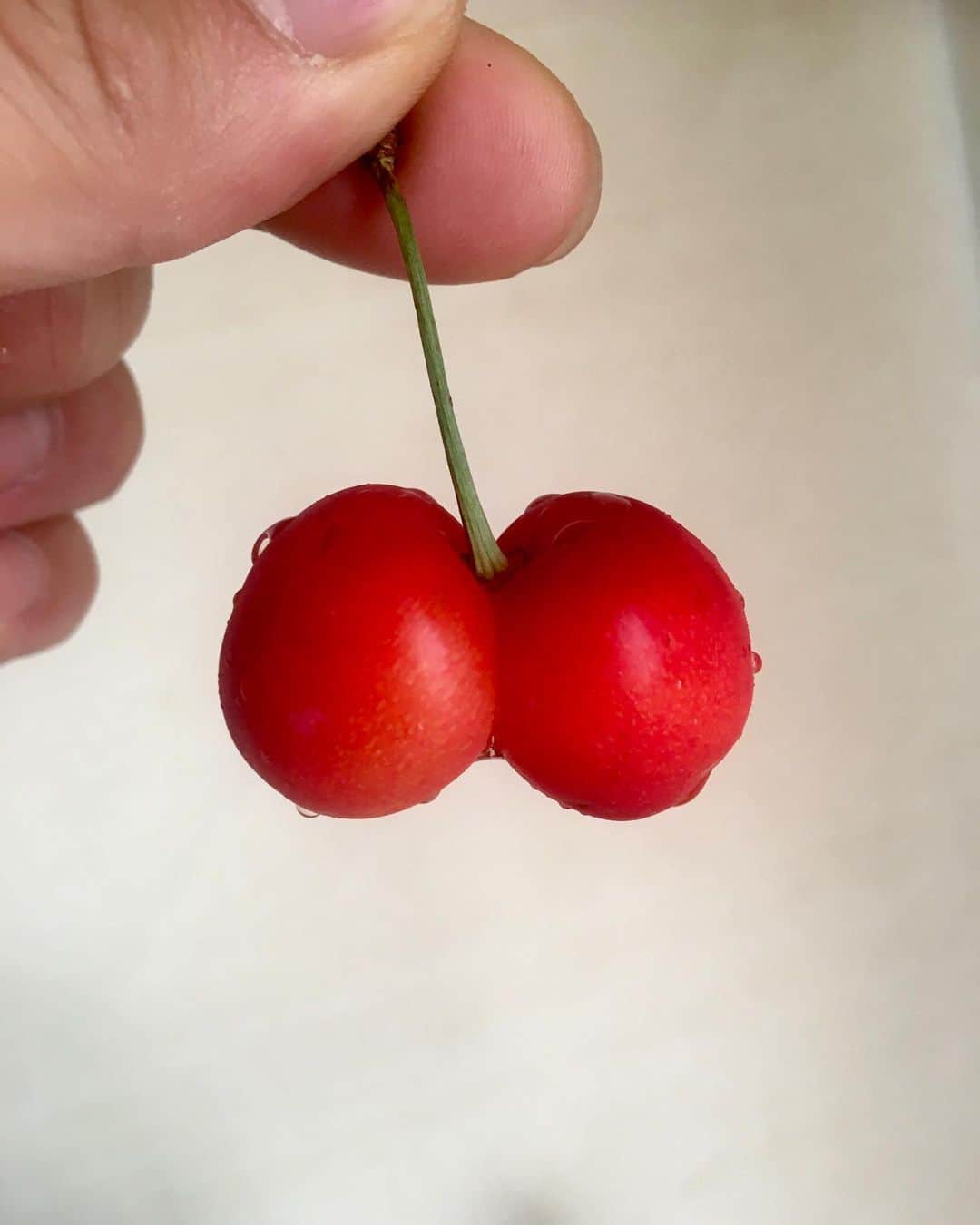 斉藤祥太のインスタグラム：「山形の紅秀峰🍒は eroticで sexy❤️ 種は2つ！ #山形県#金山町 #双子#紅秀峰 #sexy #erotic」