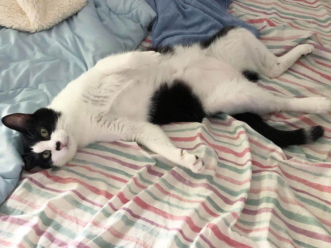 ぽんずのインスタグラム：「リラックスが過ぎる。  #ねこ#猫#cat#猫好き#親バカ#はちわれ#ハチワレ#はちわれ猫#ハチワレ猫#白黒猫部#にゃんすたぐらむ#ilovecat#猫大好き#うちの猫自慢#白黒猫 #我が家のぽんずくん #ちゅーちゅー妖怪」