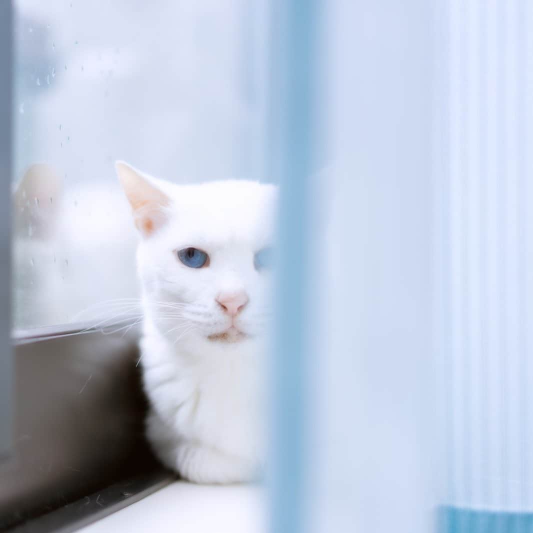 プンクマさんのインスタグラム写真 - (プンクマInstagram)「カーテンを青い物に変えてみた。 いつまで保つかな？^_^; #青彩 #ブルーアイズ #猫 #ねこ #blueeyes #cat #neko #catstagram #catsofinstagram」7月12日 18時14分 - pnkm913