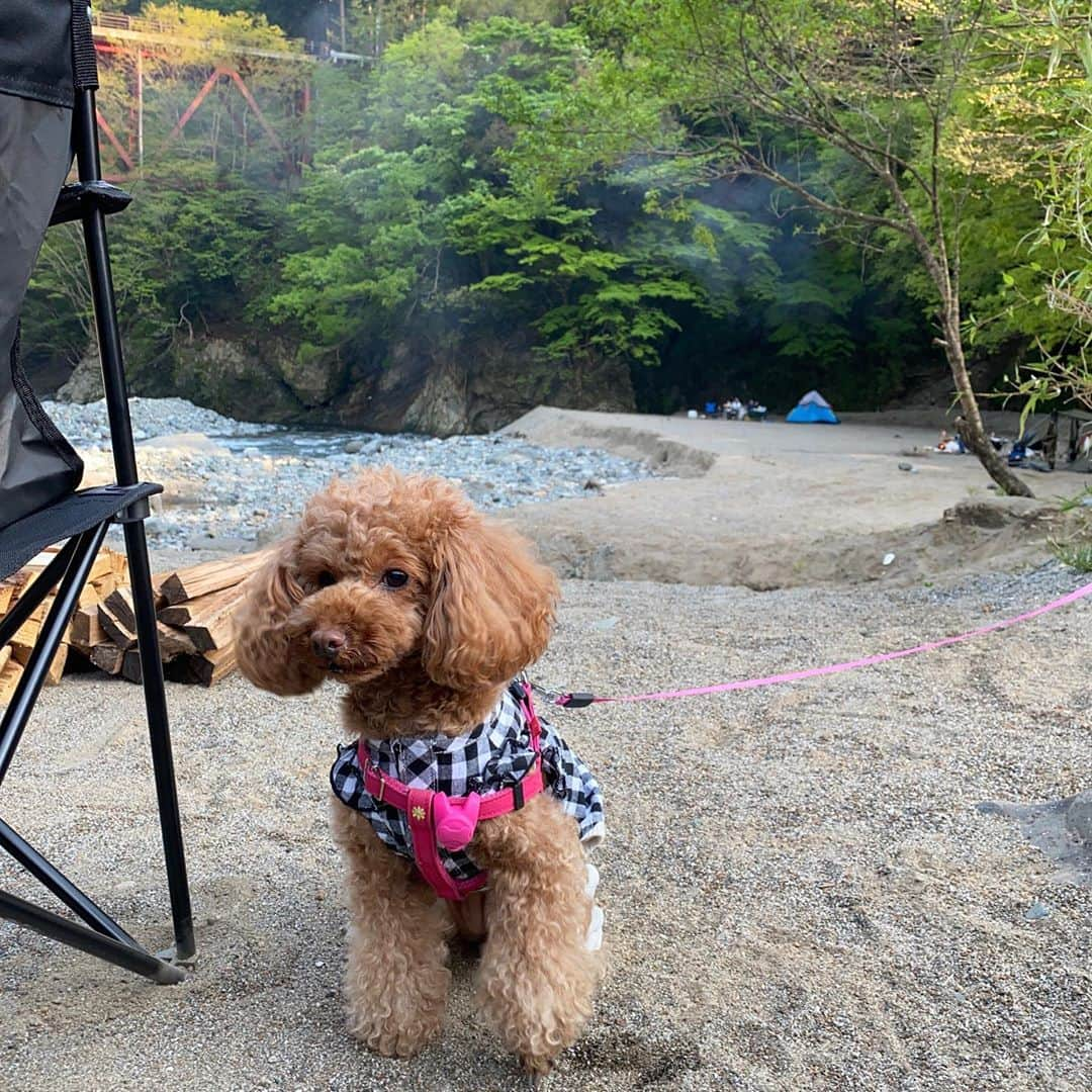 飛鳥りんさんのインスタグラム写真 - (飛鳥りんInstagram)「ミニーと自然🌱  #愛犬とお出かけ #愛犬との暮らし」7月12日 18時24分 - asuka_rin0108