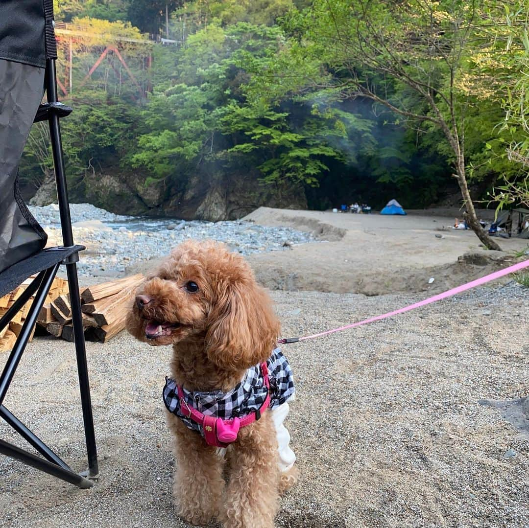 飛鳥りんさんのインスタグラム写真 - (飛鳥りんInstagram)「ミニーと自然🌱  #愛犬とお出かけ #愛犬との暮らし」7月12日 18時24分 - asuka_rin0108