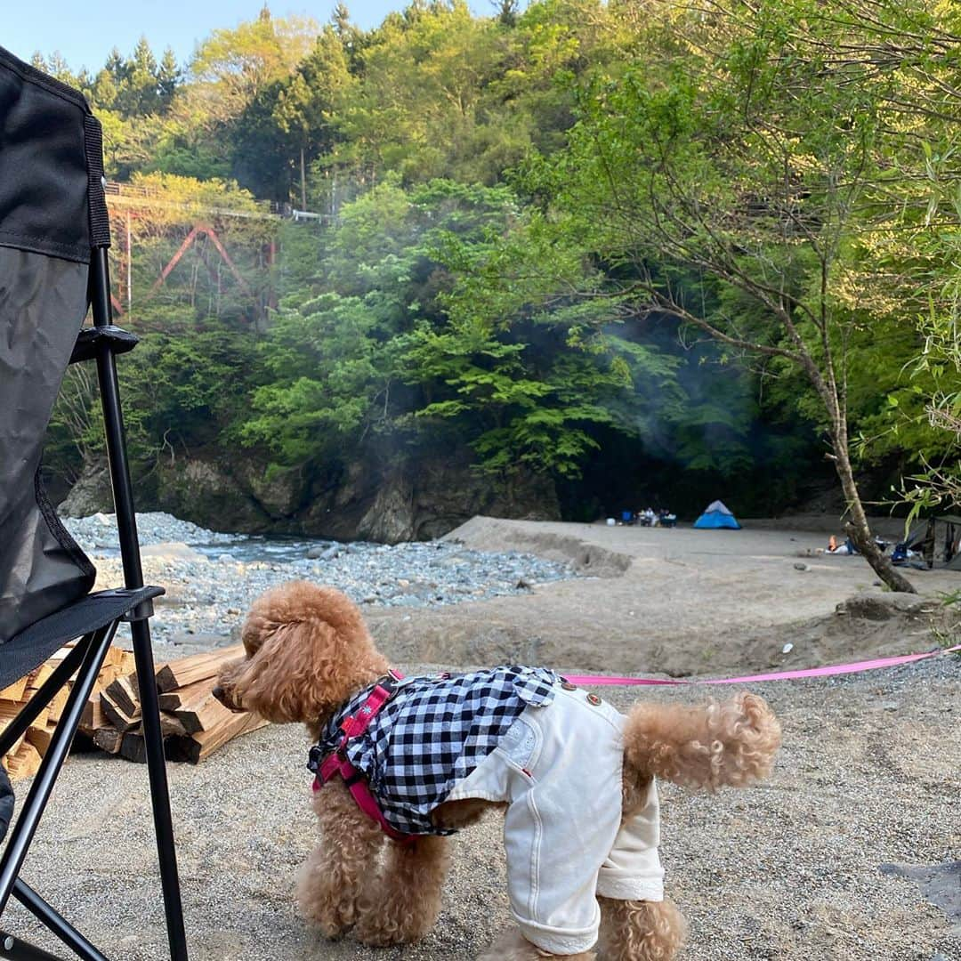 飛鳥りんさんのインスタグラム写真 - (飛鳥りんInstagram)「ミニーと自然🌱  #愛犬とお出かけ #愛犬との暮らし」7月12日 18時24分 - asuka_rin0108