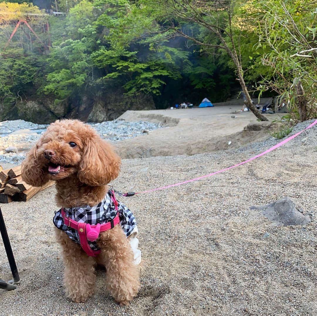 飛鳥りんのインスタグラム：「ミニーと自然🌱  #愛犬とお出かけ #愛犬との暮らし」