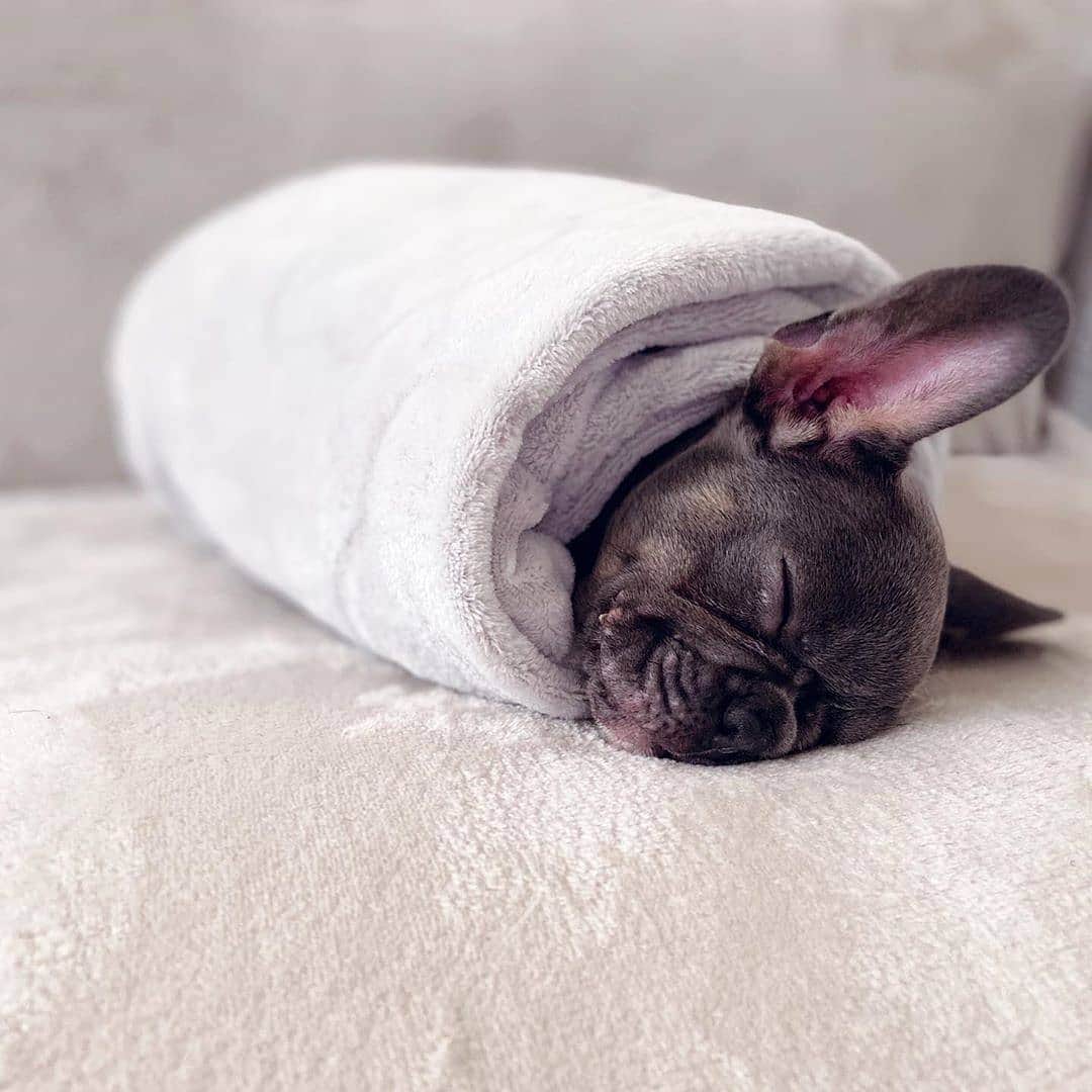 French Bulldogさんのインスタグラム写真 - (French BulldogInstagram)「I woke up to find my hooman had wrapped me into a burrito 😒🌯 @bostonthefrenchiie . . . . . #frenchie #frenchies  #französischebulldogge #frenchbulldog #frenchbulldogs #dog #dogsofinstagram #frenchies1 #bully #bulldog #bulldogfrances #フレンチブルドッグ #フレンチブルドッグ #フレブル #ワンコ #frenchiesgram #frenchbulldogsofinstagram #ilovemyfrenchie #batpig #buhi #squishyfacecrewbulldog」7月12日 18時40分 - frenchie.world