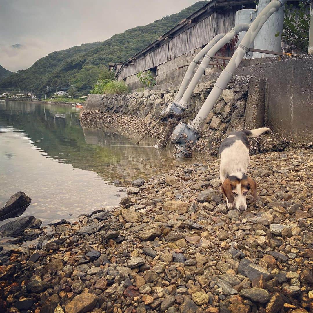 岡村咲さんのインスタグラム写真 - (岡村咲Instagram)「5コマ漫画的に。最後の写真から1枚目まで一気にスクロールするとジョンが寄ってくるよ🐶今日は岩の上に座って石を海へ放り投げてたら、ジョンに5回も突撃されて毛むくじゃらにされました。ちゃんちゃん。 #ジョンのいる暮らし #犬のいる暮らし」7月12日 19時01分 - sakiokamura_official