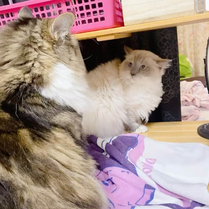 宮崎リンのインスタグラム：「両者一歩も譲らずに……解散！！！！ . . . . . . #猫 #猫のいる暮らし #猫好きさんと繋がりたい #猫との暮らし #猫好き #猫のいる生活 #猫部 #ねこ #ねこすたぐらむ #ねこのいる生活 #ねこすきさんと繋がりたい #ねこと暮らす #ねこのきもち #ねこもふ団 #ねこばか #ねこ写真 #ねこすき #ねこのいる暮らし #ねこ部 #ラグドール #ラグドール女の子 #ラグドール猫 #ラグドール好きさんと繋がりたい #ノルウェージャンフォレストキャット #ノルジャン #猫の動画」