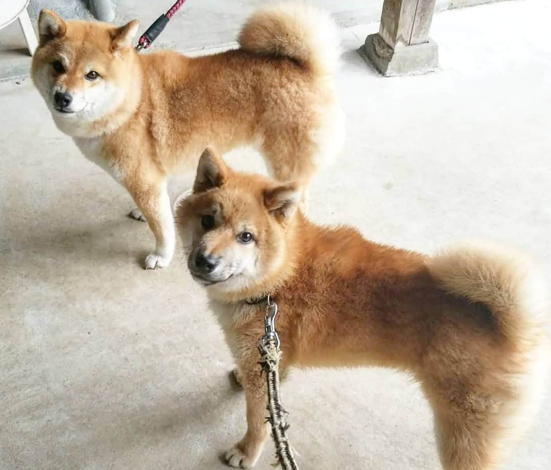 柴犬たま Shibainu Tamaさんのインスタグラム写真 - (柴犬たま Shibainu TamaInstagram)「たまとウニ 瓜二つ😂😂﻿ ﻿ この前親子に間違えられた🤭﻿ ﻿﻿﻿ Caption trans🇬🇧﻿﻿﻿ Tama and Uni are very similar😂😂﻿ Someone saw them the other day and asked, "Are they parents and children?" he was mistaken🤭﻿ ﻿﻿ #柴犬たま #たママ #たまーば #たま家族  #柴犬ウニ #祖母と孫 #瓜二つ #隔世遺伝 #かなりひし形 #ふわもこ﻿ #柴犬 #shiba #shibainu #shibastagram #犬 #dog #柴犬子犬 #子犬 #shibapuppy #shibainupuppy #puppy #多頭飼い」7月12日 19時17分 - tama7653