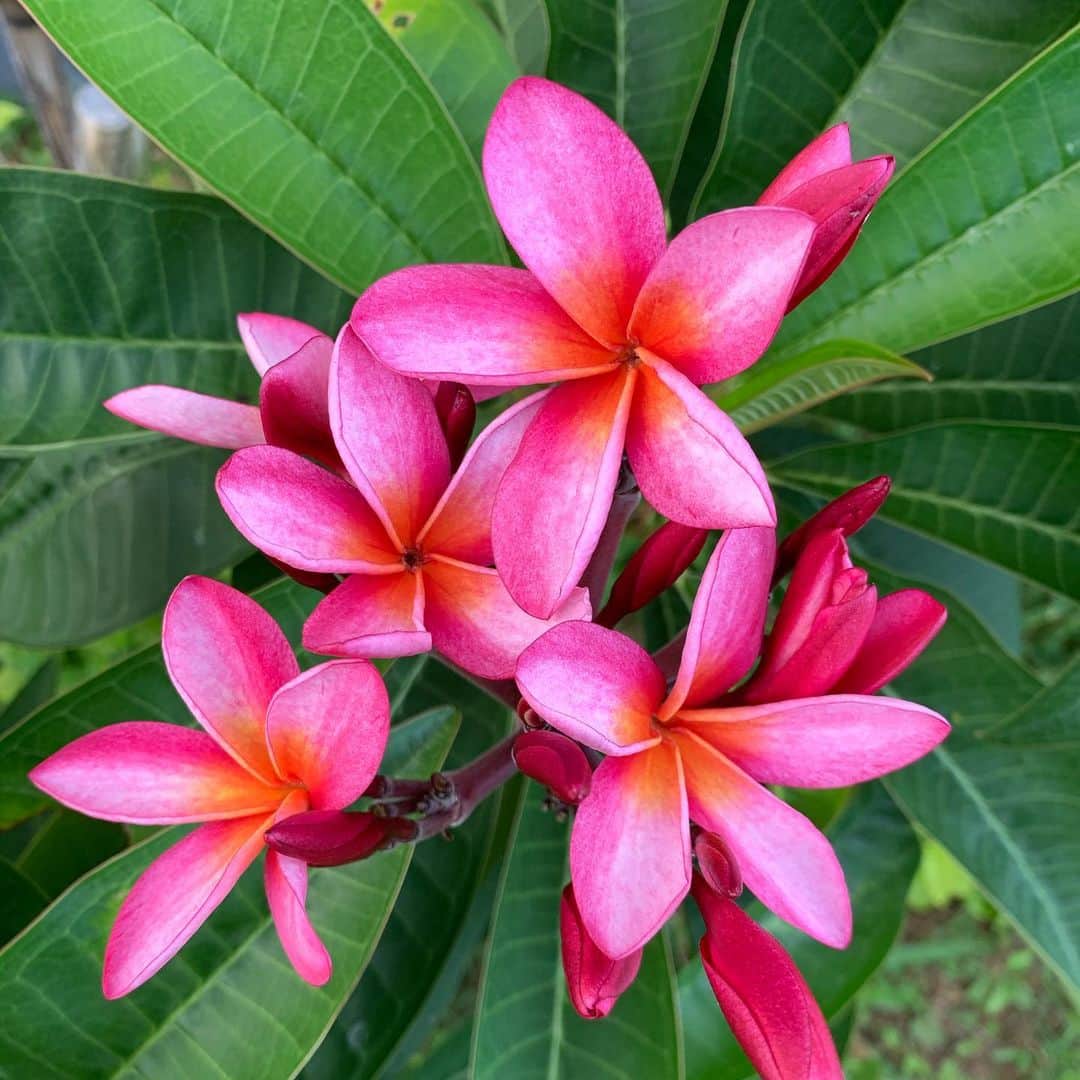 ONE SUITE Hotel & Resort（公式）のグルメインスタ