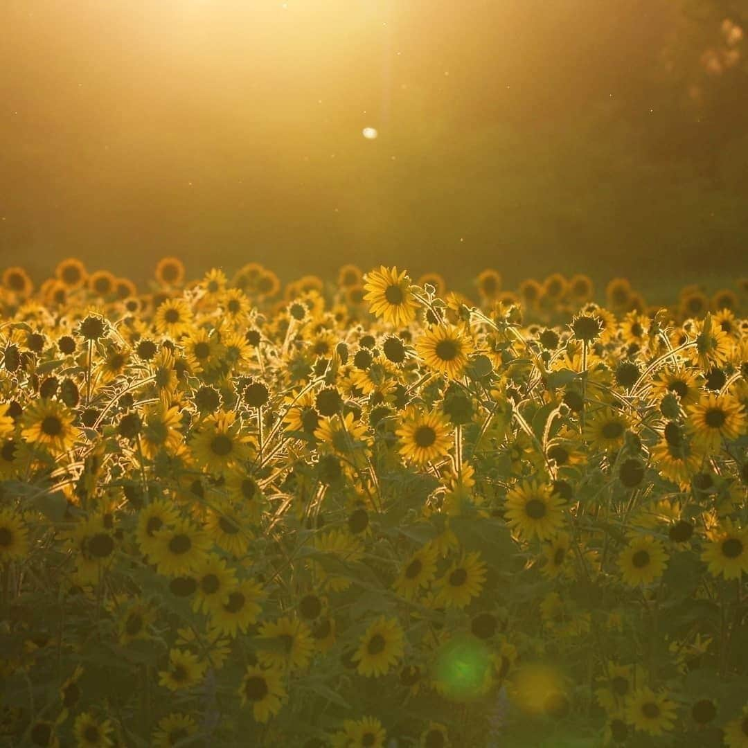 花の写真館さんのインスタグラム写真 - (花の写真館Instagram)「Photo by @cafedekaran.⠀ https://instagram.com/cafedekaran/⠀ .⠀ Original Post[投稿いただいたURL]⠀ https://www.instagram.com/p/B1hZRylggIg/⠀ .⠀ 本アカウントは、 #私の花の写真 をつけてInstagramに投稿された皆さまの花の写真や、「花の写真館」Facebookページで投稿された花の写真を紹介します。⠀ 「花の写真館」Facebookページは、「 @floral.photograph 」のプロフィールにあるURLからご覧ください。⠀ .⠀ ※各自、政府、自治体など公的機関の指示に従った行動をお願いします。⠀⠀ 東京カメラ部および分室では、写真を「見る楽しみ」を提供することを通して、微力ながら皆様にわずかな時間でも癒しをお届けしたいと思っております。⠀ ※本アカウントは東京カメラ部がFacebook、Instagramのサービスを利用して運営しているもので、Facebook社・Instagramとは一切関係ありません。⠀ .⠀ #花の写真館 #floralphotograph #floralphoto #flower #flowers⠀ Follow: @floral.photograph」7月12日 19時30分 - floral.photograph