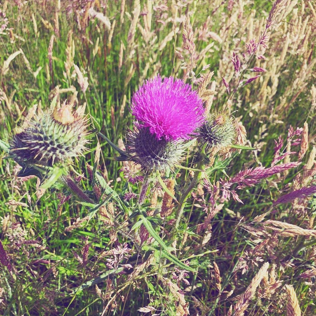 イブ・ミュアヘッドさんのインスタグラム写真 - (イブ・ミュアヘッドInstagram)「Scotland 🏴󠁧󠁢󠁳󠁣󠁴󠁿 💜」7月12日 19時31分 - evemuirhead