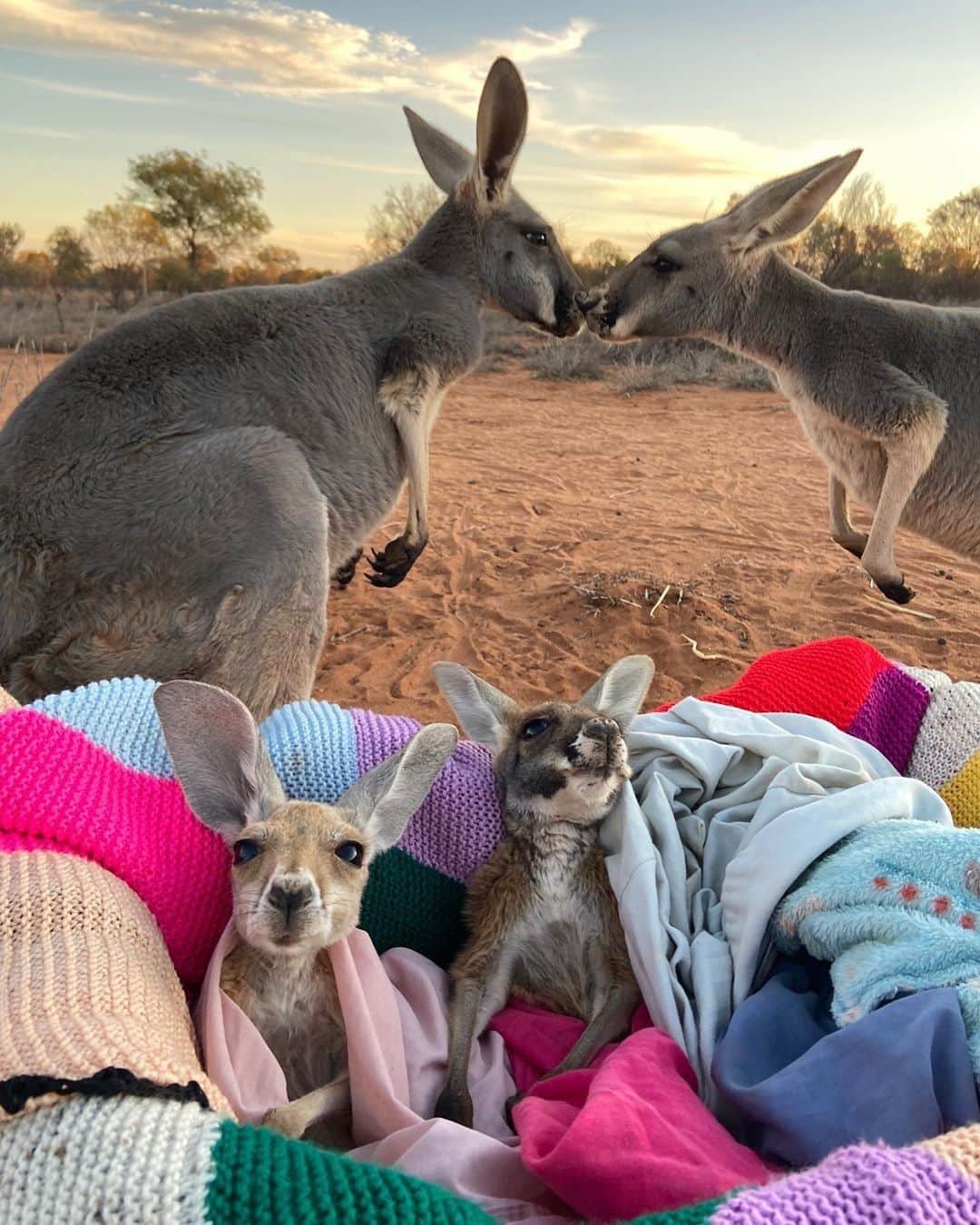 Australiaさんのインスタグラム写真 - (AustraliaInstagram)「“Umm hello… we’re right here!” 😳 Pimba and Sasha stole a quick smooch in front of joeys Priscilla and Elliot at @thekangaroosanctuary in @ntaustralia recently. These cute #kangaroos aren’t actually related; they’re orphans, and they’re being lovingly raised by the sanctuary’s owner Brolga. The resident #roos are one big happy family here - so if you’re planning a trip to @visitcentralaus, add a guided sunset tour of this sanctuary to your agenda so you can meet them in person. #seeaustralia #NTaustralia #redcentreNT」7月12日 20時00分 - australia