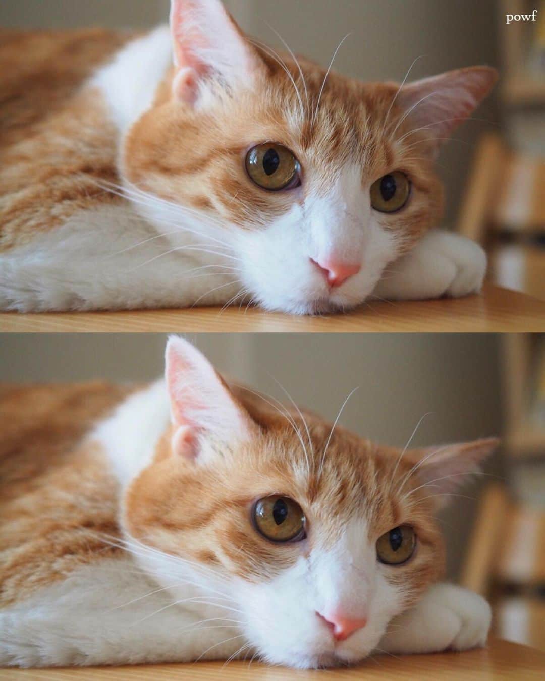 anemone_69のインスタグラム：「. #ハカセとキョウジュ #茶トラ白 #茶白 #cat #猫 #保護猫 . . .」