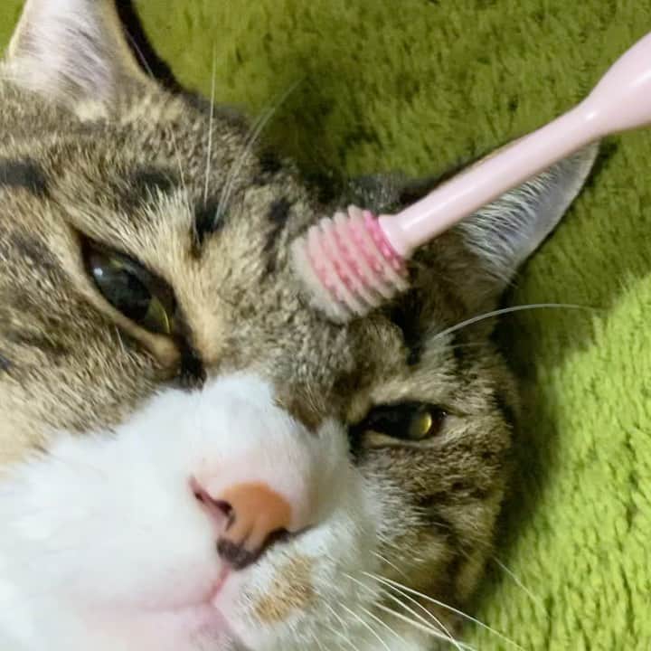 野本かりあのインスタグラム：「ルカ（猫専用）歯ブラシ 実際は。。。  #歯磨き嫌い #lukarly #catstagram #にゃんすたぐらむ」