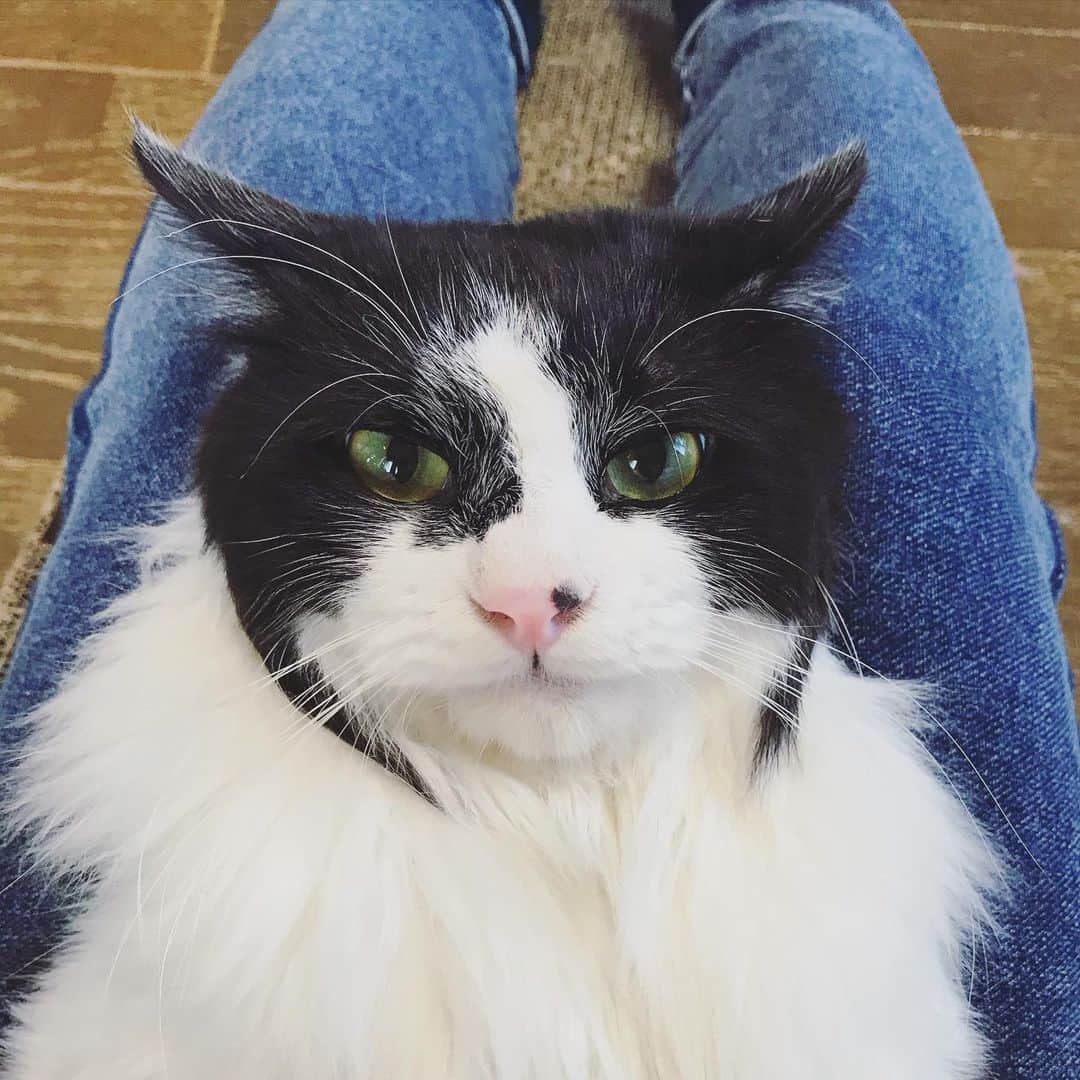 もじゃころのインスタグラム：「今日の…スDA😎 なんだか日に日に丸くなってきちゃってスダ感なくなってきてる🥺🥺🥺  なんとしてもスダじゃなくなる前に恩返しにきてくれ…  お前はスダじゃなくなったらただの世界一かわいいイッヌだからな…🐶  #坂東玉隠しシャシャ丸  #ボーダーコリ男」