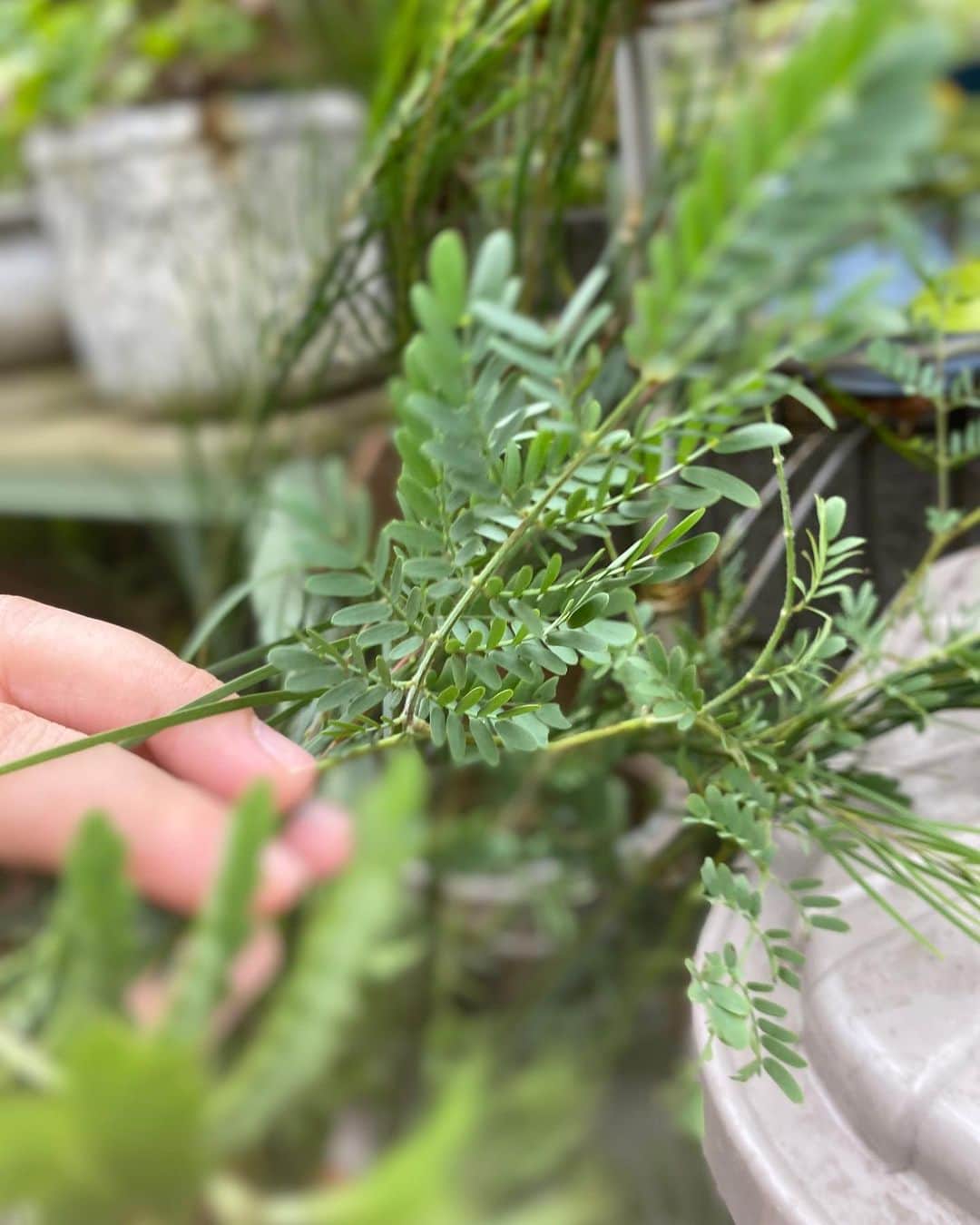 MILLE ECLAT.のグルメインスタ