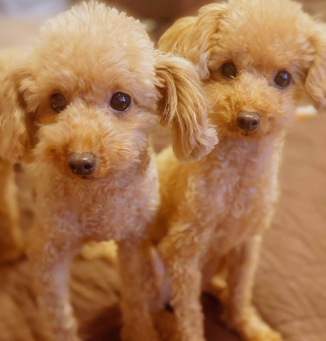 えれなさんのインスタグラム写真 - (えれなInstagram)「可愛く撮れた❤️❤️  #toypoodles #lemon #mint #sis #5yearsold  #love #💋」7月12日 20時19分 - elena1982312