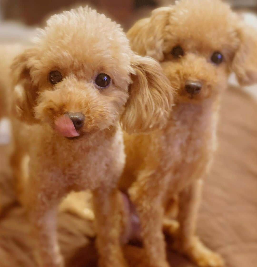 えれなさんのインスタグラム写真 - (えれなInstagram)「可愛く撮れた❤️❤️  #toypoodles #lemon #mint #sis #5yearsold  #love #💋」7月12日 20時19分 - elena1982312