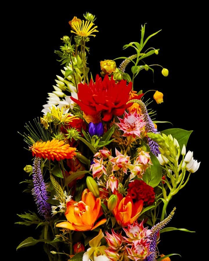 東信のインスタグラム：「Flowers #amkk #amkkproject #makotoazuma #azumamakoto #東信花樹研究所 #東信 #jardinsdesfleurs #shiinokishunsuke #flowerart #flower #flowers #timelapse #30s #30秒 #60s #60秒 #タイムラプス #花と時間  #花と祈り #生と死」