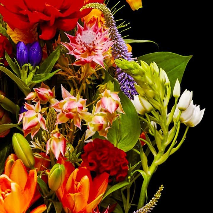 東信のインスタグラム：「Flowers #amkk #amkkproject #makotoazuma #azumamakoto #東信花樹研究所 #東信 #jardinsdesfleurs #shiinokishunsuke #flowerart #flower #flowers #timelapse #30s #30秒 #60s #60秒 #タイムラプス #花と時間  #花と祈り #生と死」
