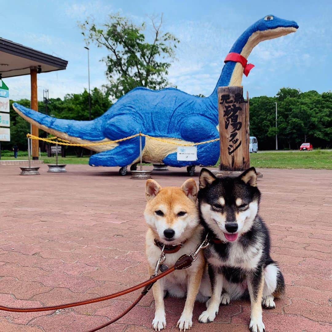 豆柴なつ&ふゆさんのインスタグラム写真 - (豆柴なつ&ふゆInstagram)「We went to Lake Kussharo😊‼️ 屈斜路湖に行きました😊‼️  #旅行　#屈斜路湖　#クッシー #kussharolake  #travel #北海道旅行 #犬連れ旅行 #trip#シバフル #わんダフォ #shibamania  #柴犬ライフ#pecoいぬ部 #shiba_snap  #instashiba#cutedogs  #柴犬#shiba #shibainu #shibastagram #いぬすたぐらむ #pecoいぬ部 #犬バカ部 #shibainumag_feature #instafollow #dogoftheday  #🐕📷 #theshibasociety  #柴#proudshibas  #柴犬マニア」7月12日 20時46分 - mameshiba.natsuinu56