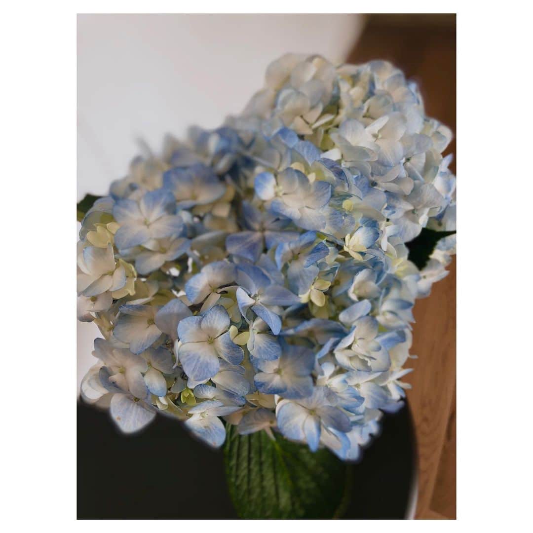 のインスタグラム：「紫陽花。 青から白のグラデーションが綺麗💓 茎を斜めに切って綿を取り除き、ミョウバンを切り口にすり込むと長持ちする！とお花屋さんに教わりました😌 勉強になります✨ . . #flowers #flowerstagram #flowerarrangement #flowerlovers #お花 #お花のある暮らし #フラワーアレンジメント #紫陽花 #アジサイ」